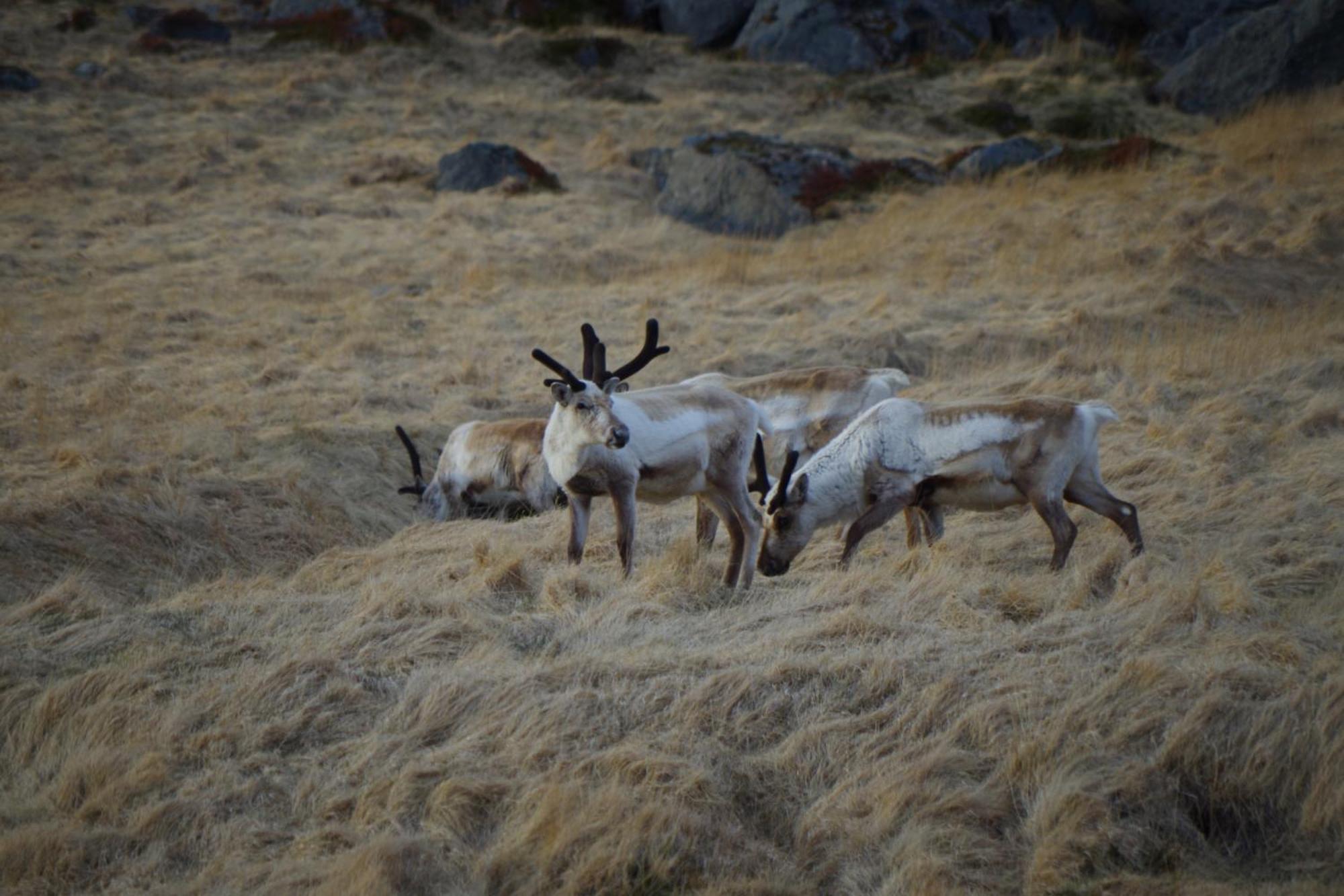 Saxa Guesthouse Stöðvarfjörður Exteriér fotografie